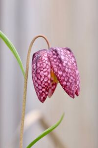 Close-up of pink flower buds