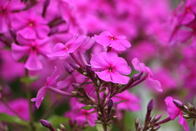 Close-up of pink flowers blooming outdoors