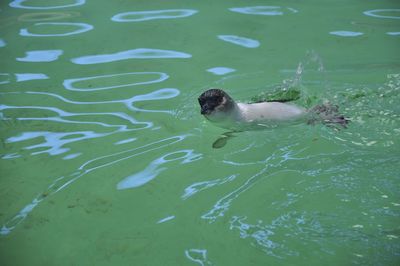 Penguin swimming in sea at island