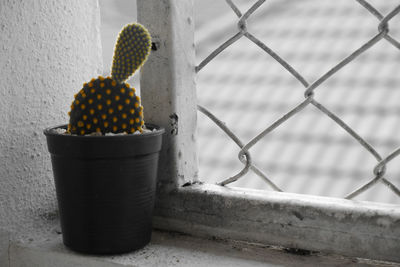 Close-up of potted cactus plant by window