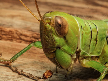 Close-up of insect on wood