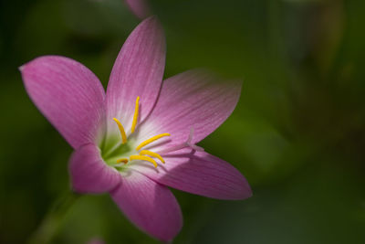 Close-up of purple lily