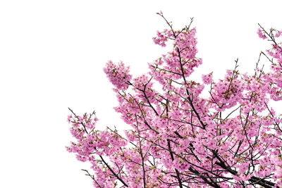 Low angle view of cherry blossoms in spring