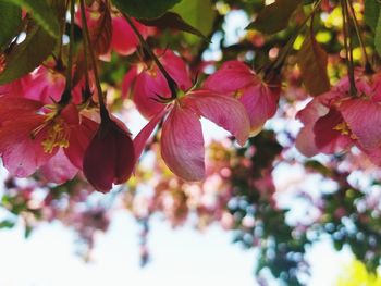 Close-up of pink flowering plant