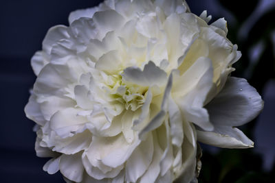 Close-up of white peony