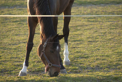 A magnificent brown horse running around a preserved area on a grass-covered meadow