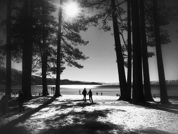 Sun shining through trees