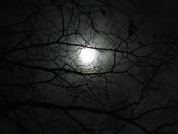 Low angle view of bare trees against sky at night