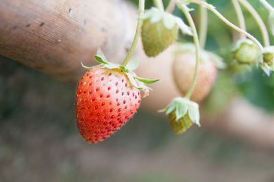 Close-up of strawberry on plant