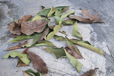 High angle view of leaves