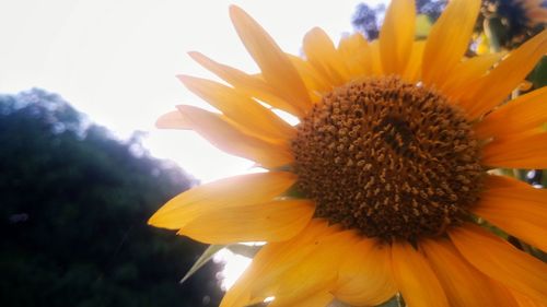 Close-up of sunflower