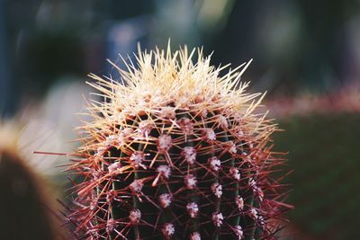 Close-up of succulent plant