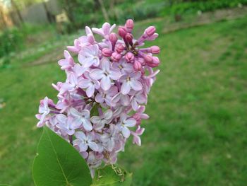 Close-up of pink flowers