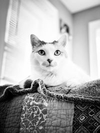 Portrait of cat relaxing at home