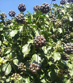 Close-up of plant growing on tree
