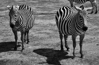 Close up of a zebra in field