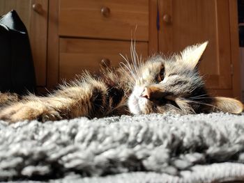 Close-up of a cat sleeping on rug