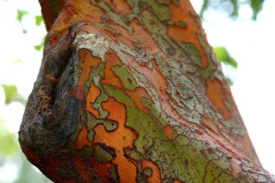 Close-up of tree trunk