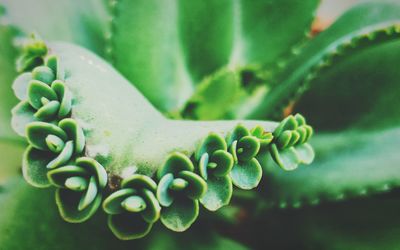 Close-up of succulent plant