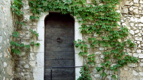 Ivy on wall of old building