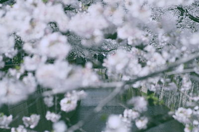 Close-up of cherry blossom during winter