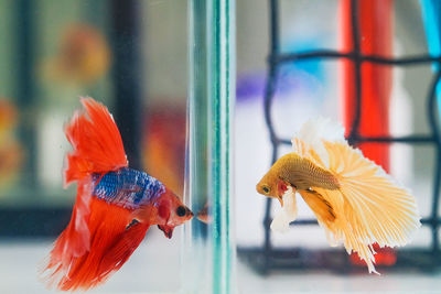 Close-up of birds in fish tank