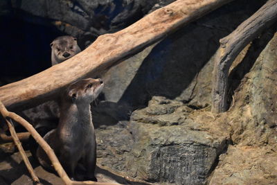 Close-up of horse in zoo