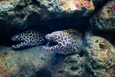 Close-up of fish swimming in sea