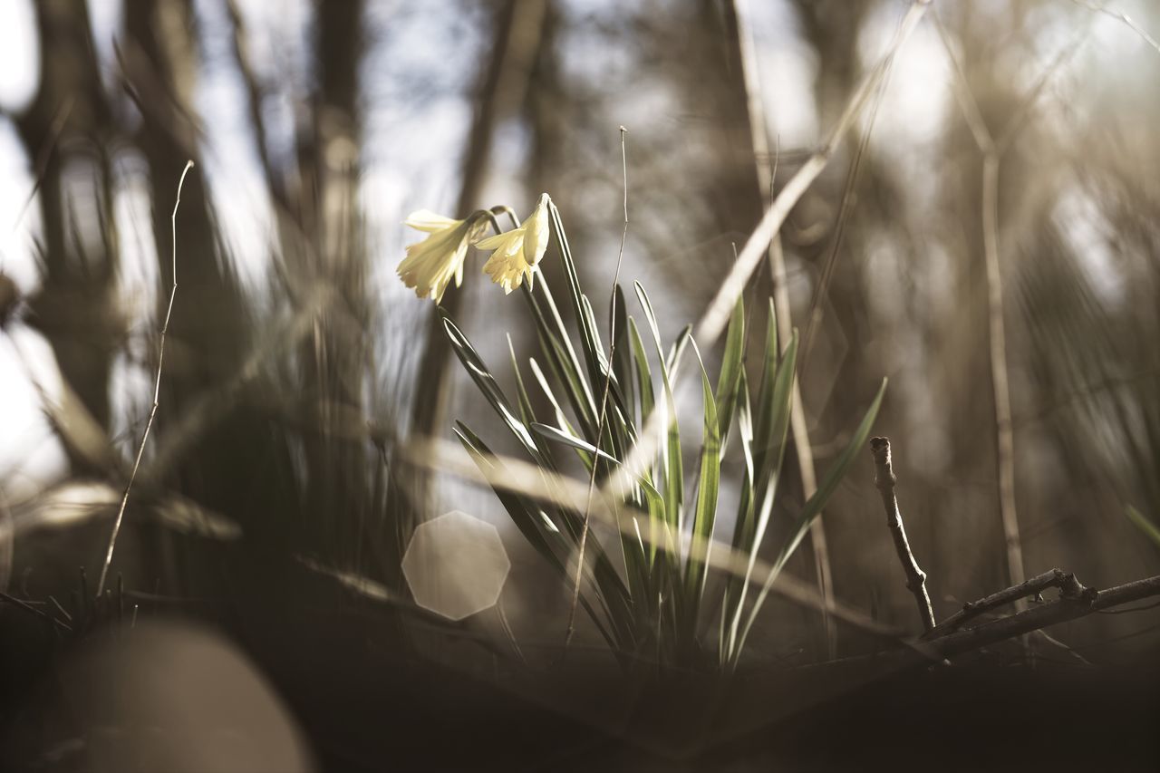 CLOSE-UP OF WILD FLOWER