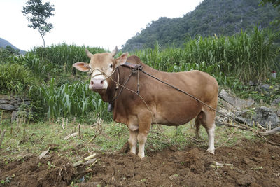 Horse standing in a field