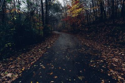 Empty road in forest