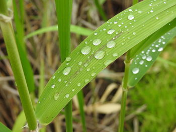 Close-up of water drops on blade of grass