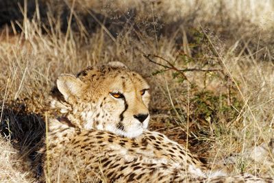 Close-up of cheetah relaxing on grassy field at forest