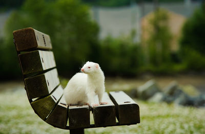 Ferret sitting on bench