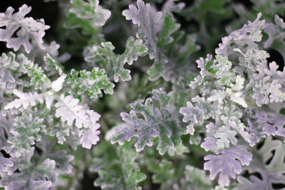 Close-up of purple flowering plants