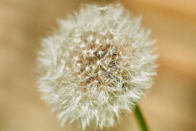 Close-up of dandelion flower