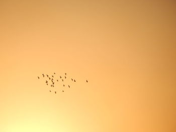 Flock of birds flying in the sky