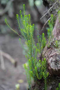 Close-up of moss growing on tree trunk