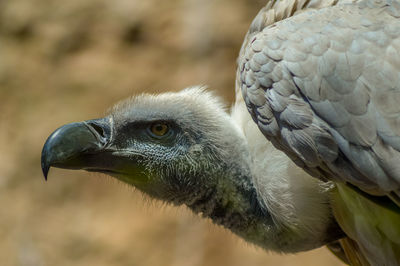 Close-up of eagle