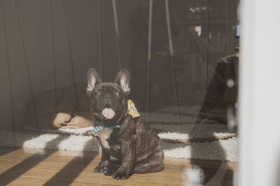 Portrait of a dog on floor at home