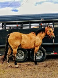 Horse standing in ranch