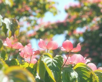 Close-up of pink flowers blooming on tree