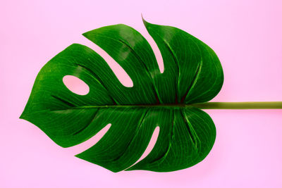 Close-up of green leaves against white background