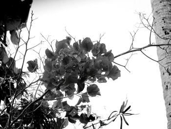 Low angle view of tree against sky