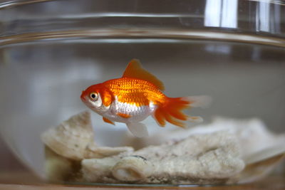Fish swimming in sea