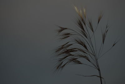 Close-up of stalks against clear sky at sunset