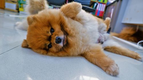 Portrait of dog lying down