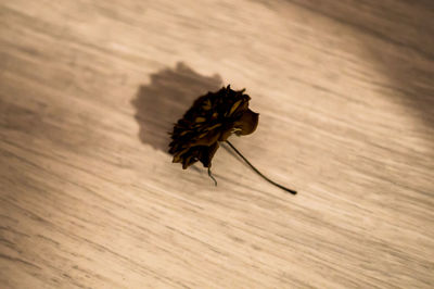 High angle view of insect on wooden table