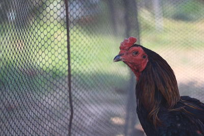 Close-up of a bird