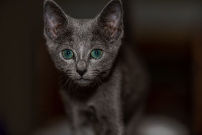 Close-up portrait of cat against black background